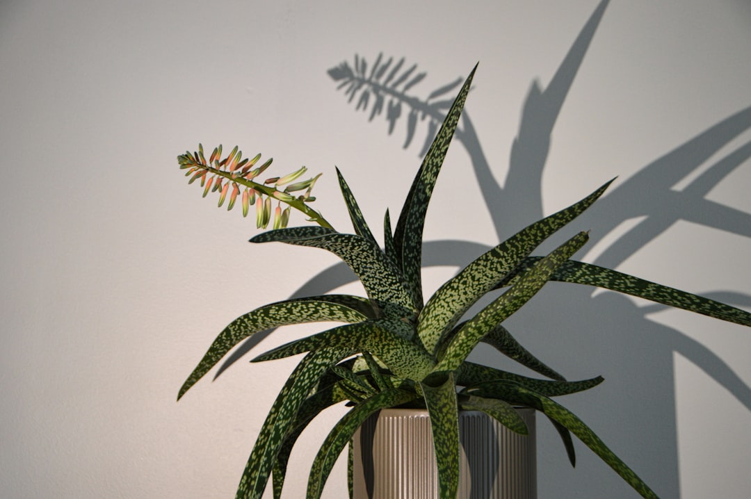 Unveiling the Secret of Indoor Guava Tree Cultivation Unveiling the Secret of Indoor Guava Tree Cultivation