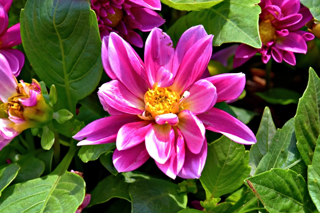 The Secret of Fall Bulb Planting for Spring Pollinators