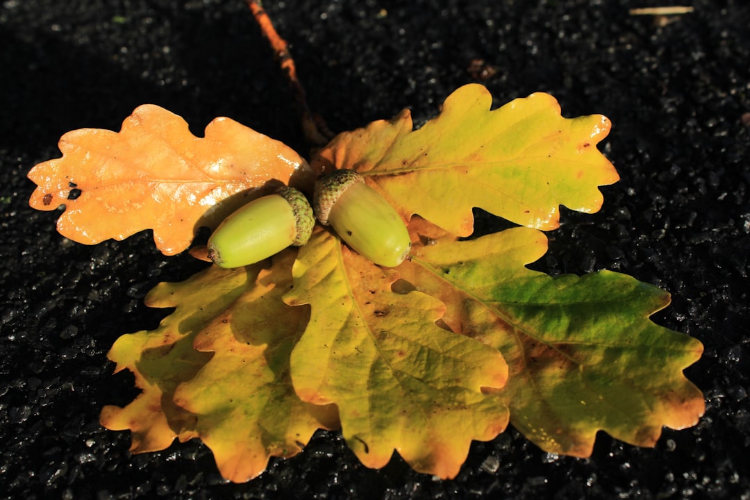 The Hidden Gems for Your Landscape: Deer - Resistant Groundcovers