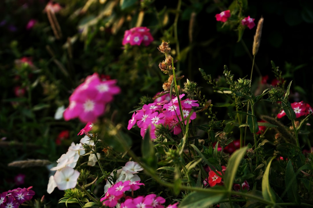 The Secrets of Cultivating Perennial Phlox