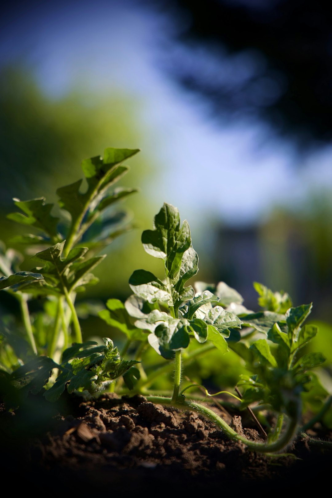 The Hidden Treasures of Small - Space Fruit Gardening
