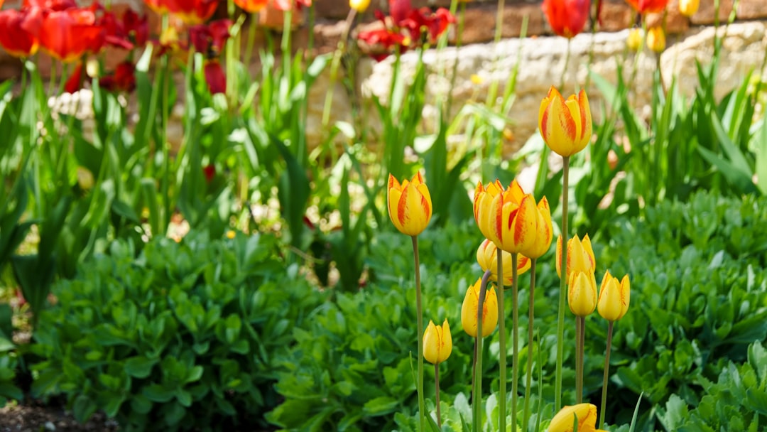 Unleashing the Beauty of Rock Gardens in Diverse Landscapes