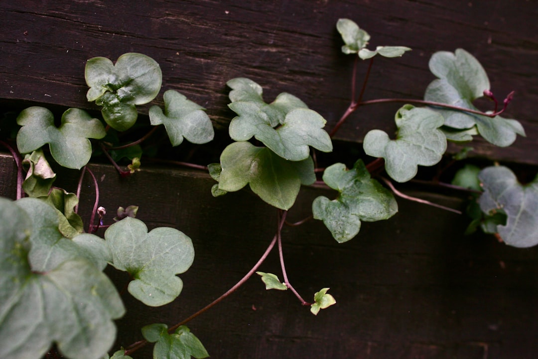 The Enigmatic Charm of Jewel Orchids in Your Home