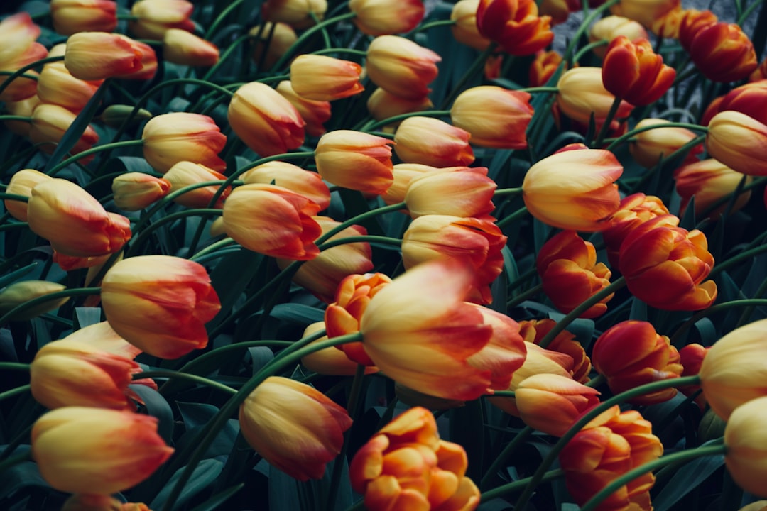 Unleashing the Beauty of Annuals Euphorbia in Your Garden