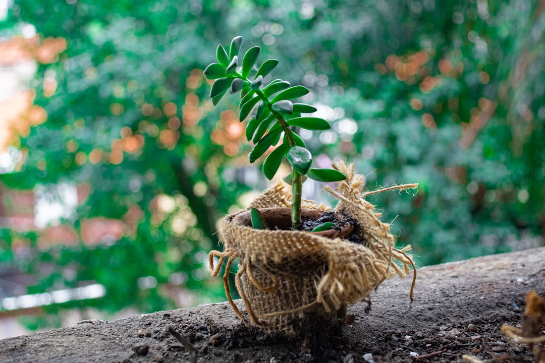 The Secret to Thriving Money Trees at Home
