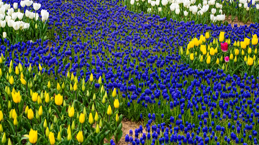 Unleash the Potential of Your Tomato Plants: Fertilizing Secrets Revealed Unleash the Potential of Your Tomato Plants: Fertilizing Secrets Revealed