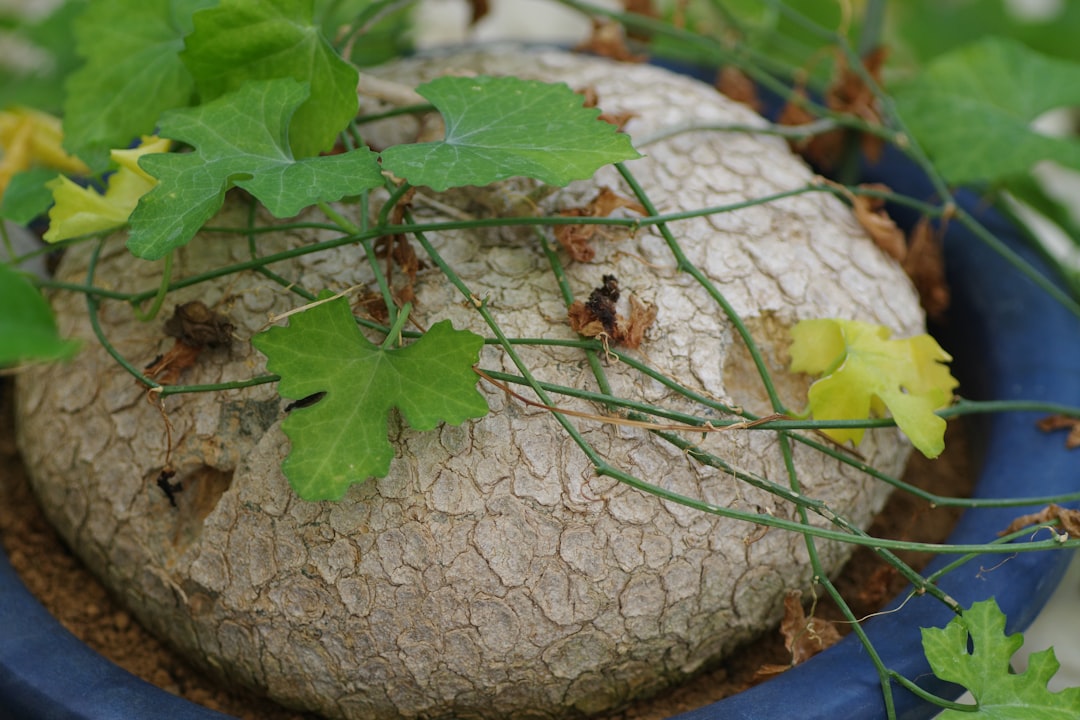 The Battle Against Fungus Gnats in Your Houseplants