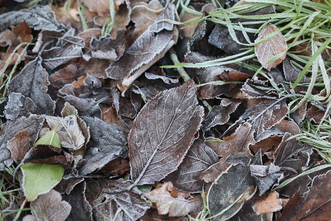 The Optimal Time to Water Your Lawn for a Lush Yard