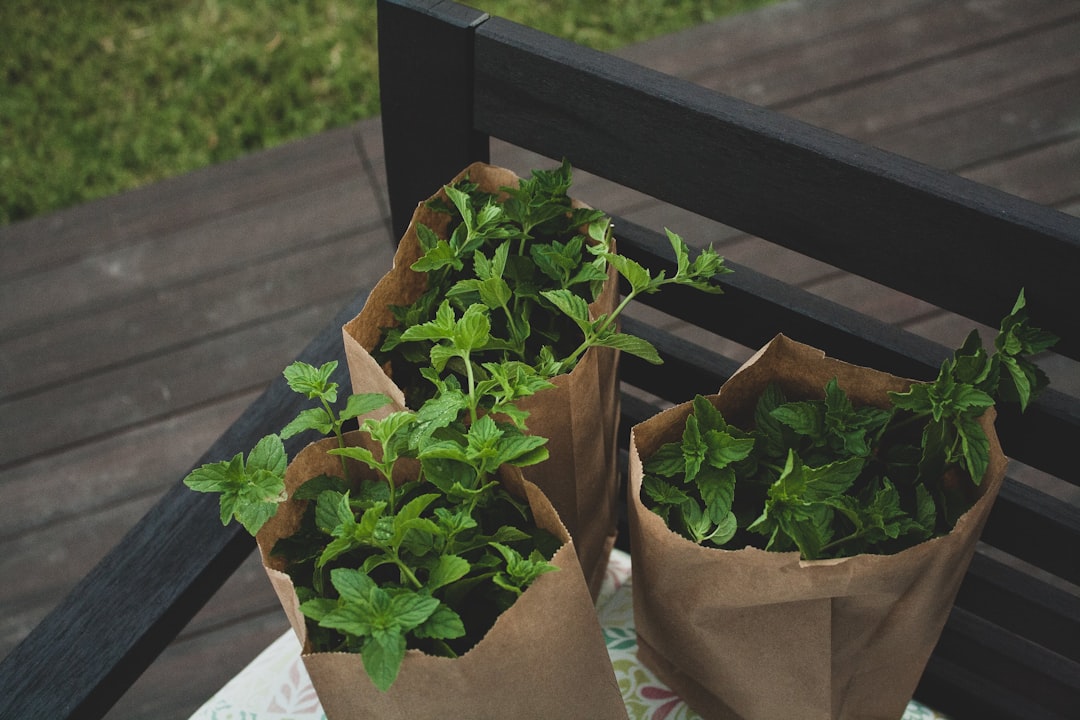 Transform Your Indoor Space into a Lush Botanical Masterpiece