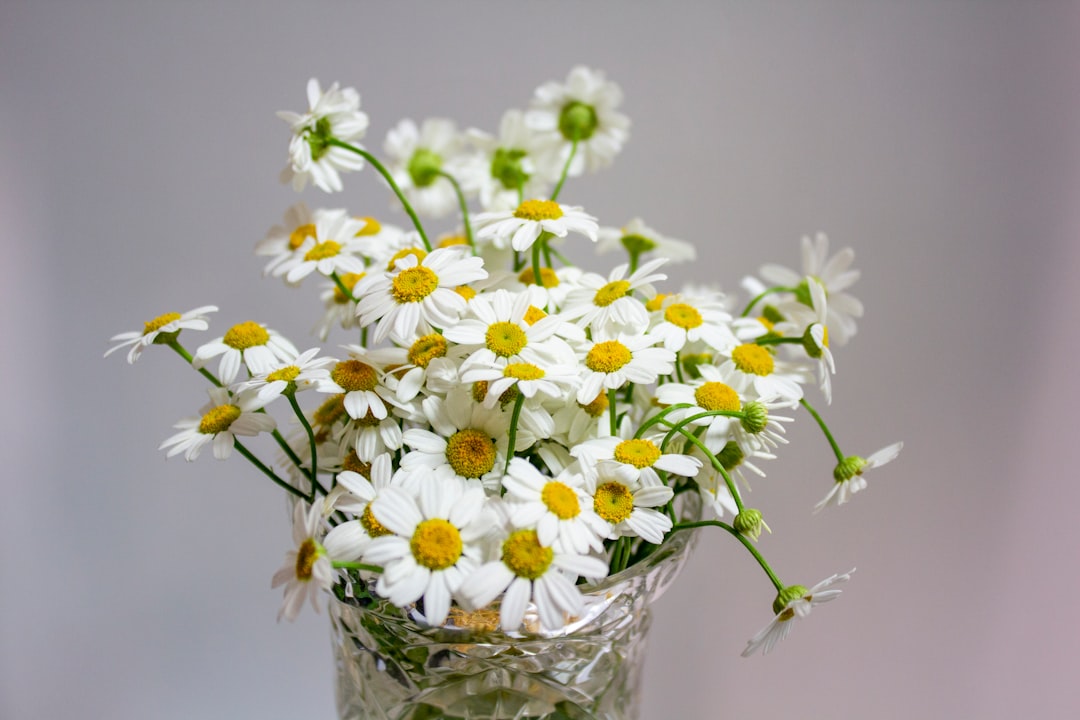 The Secret Life of Ranunculus: Surviving the Winter