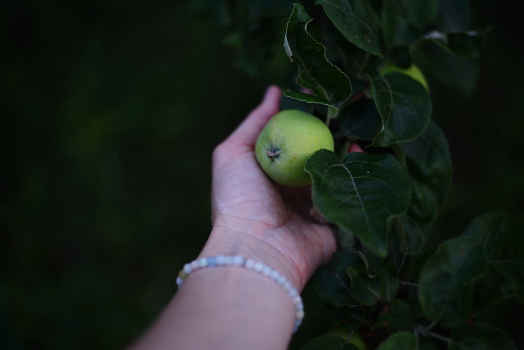 Unleashing the Potential of Indoor Tomato Cultivation Unleashing the Potential of Indoor Tomato Cultivation