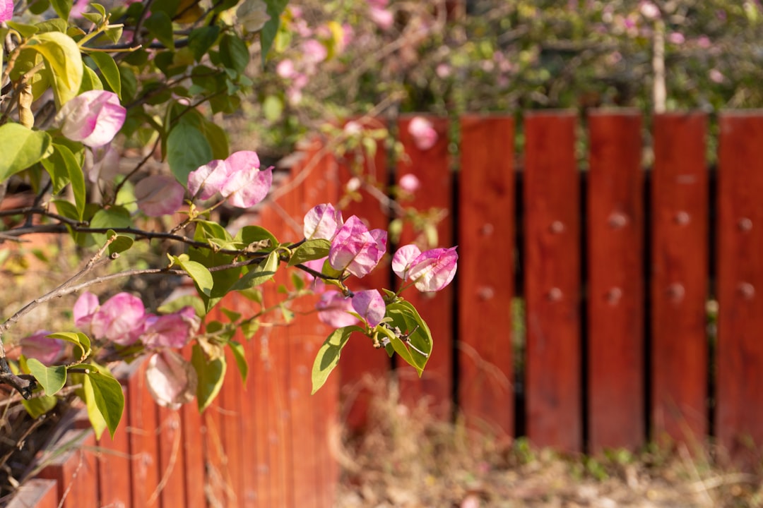 The Enchanting World of Climbing Roses: Planting and Care Guide