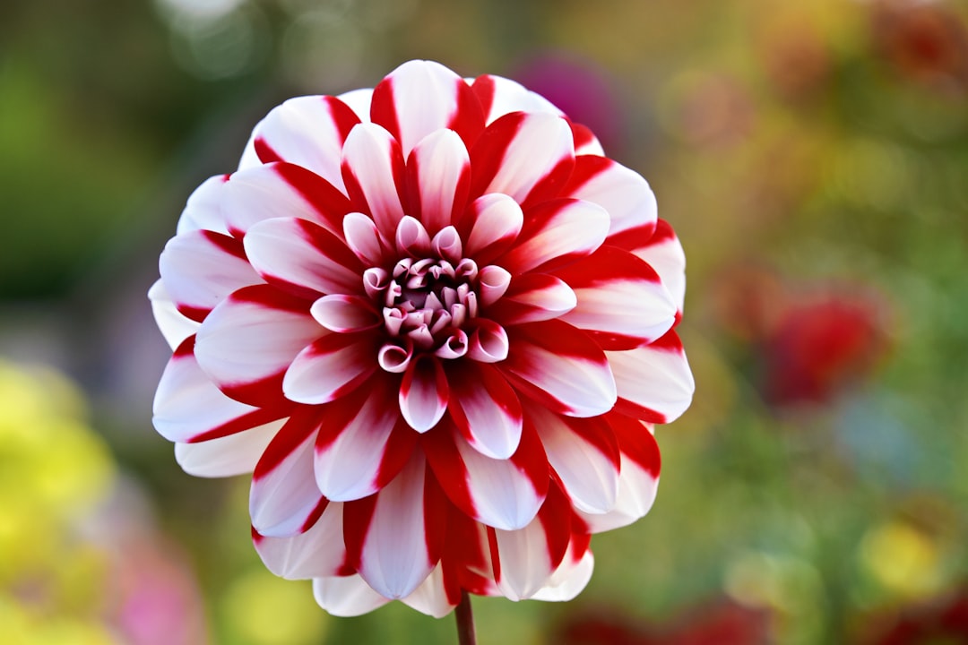Transform Your Front Yard with a Charming Sidewalk Garden