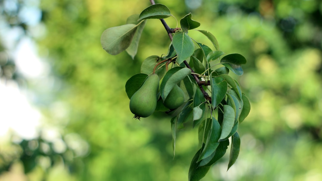 Unleashing the Potential of Winter Sowing for Your Edible Garden