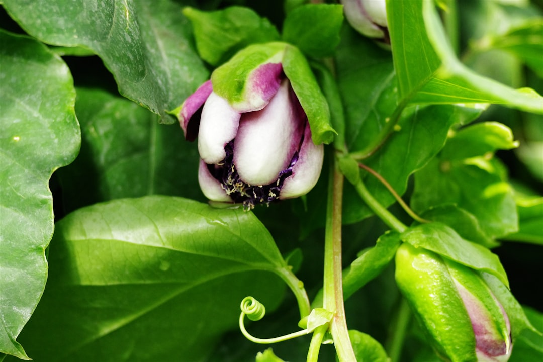 The Hidden Longevity of Caladiums in Your Garden