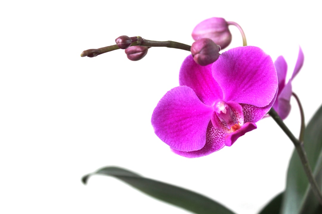 The Secret to Thriving Houseplant Multiplication