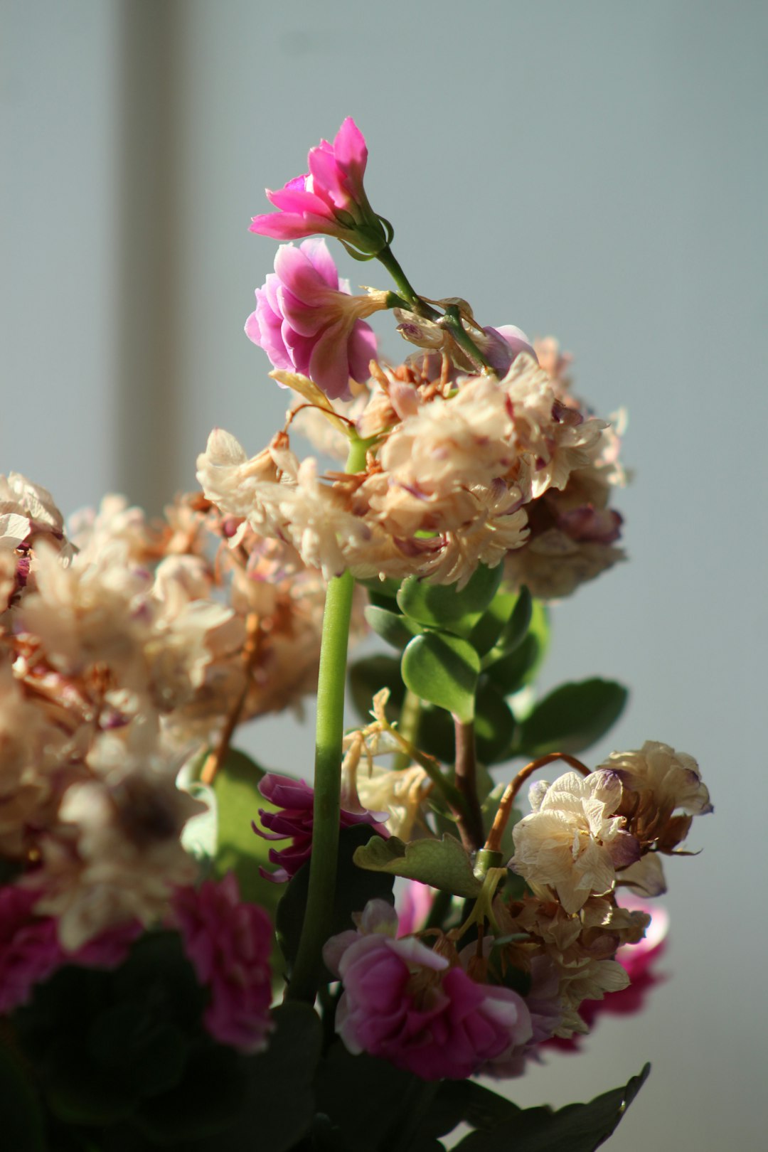 Banishing Bagworms: A Gardener's Guide