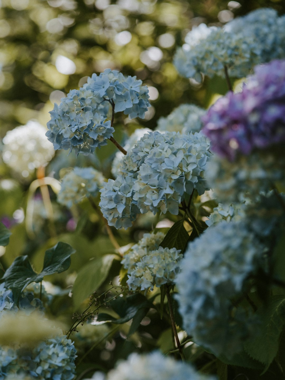 Unveiling the Charm of Paperbush: A Gardener's Guide