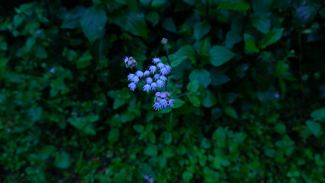 The Secret to a Year - Round Colorful Garden