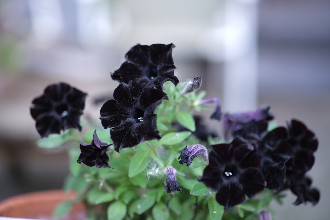 The Art of Nurturing Japanese Pittosporum