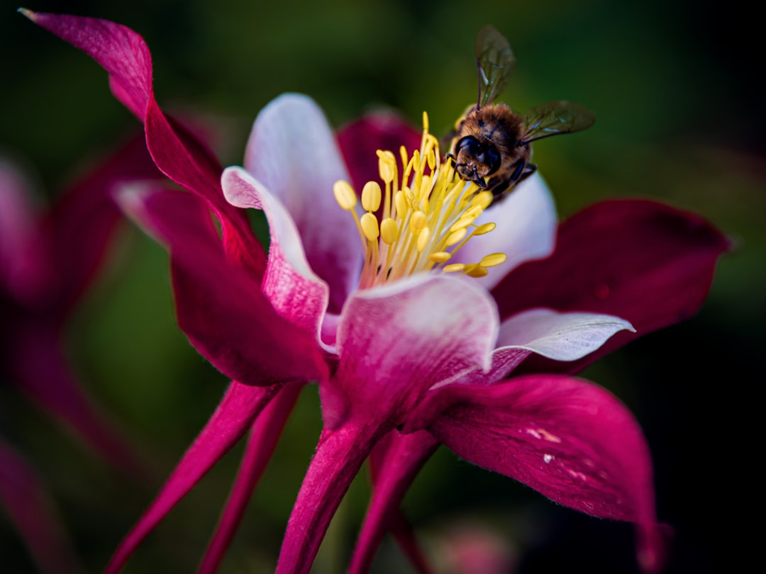The Magic of Fast - Growing Shrubs in Your Yard