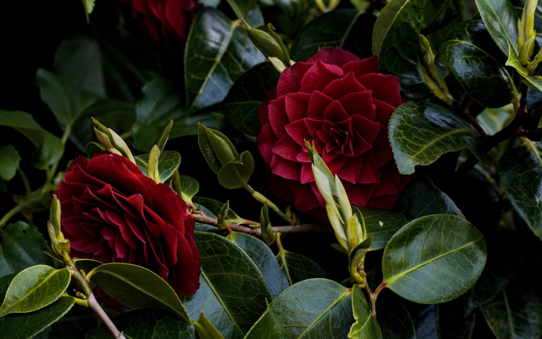 Blossoming Wonders: Transforming Your Outdoor Space