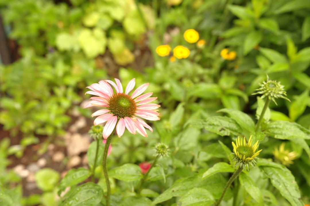 Unveiling the Wonders of Deer - Resistant Shade Plants in Your Garden