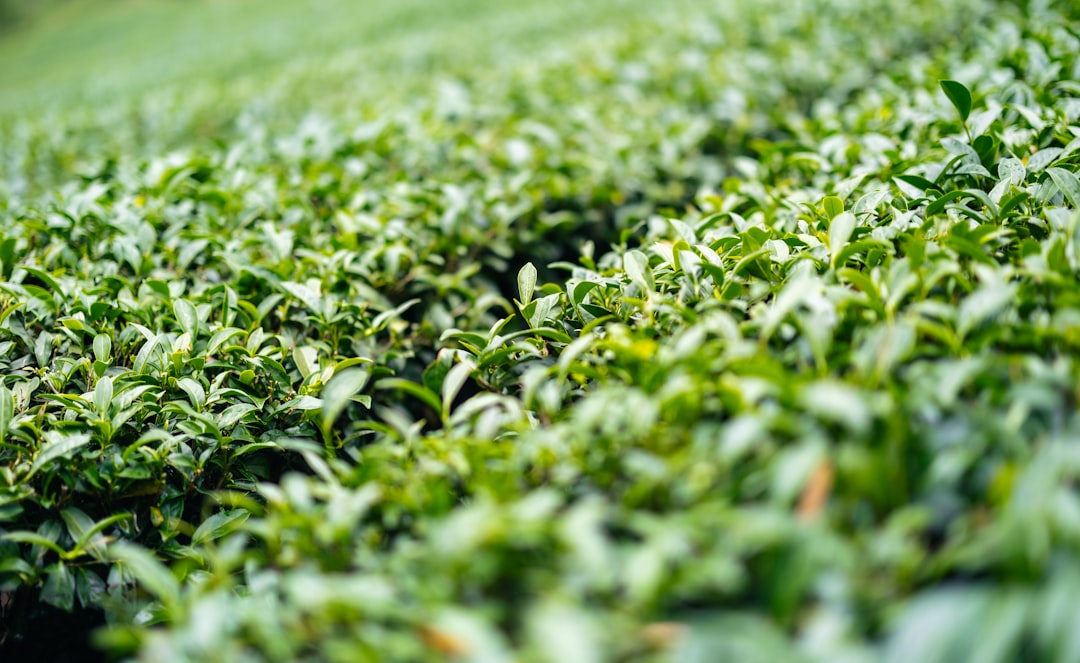 Orchids on display in a shop