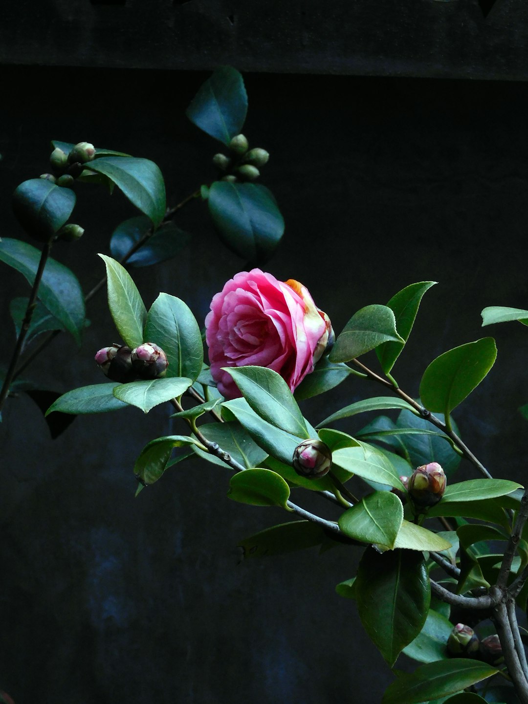 The Secret to Keeping Roses Thriving Through Winter