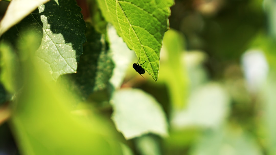 Unveiling the Secrets of a Weed - Free Yard