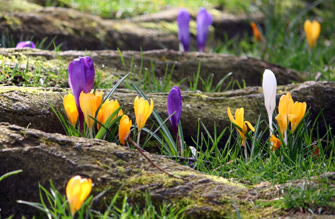 The Magic of Perennial Vines in Your Garden