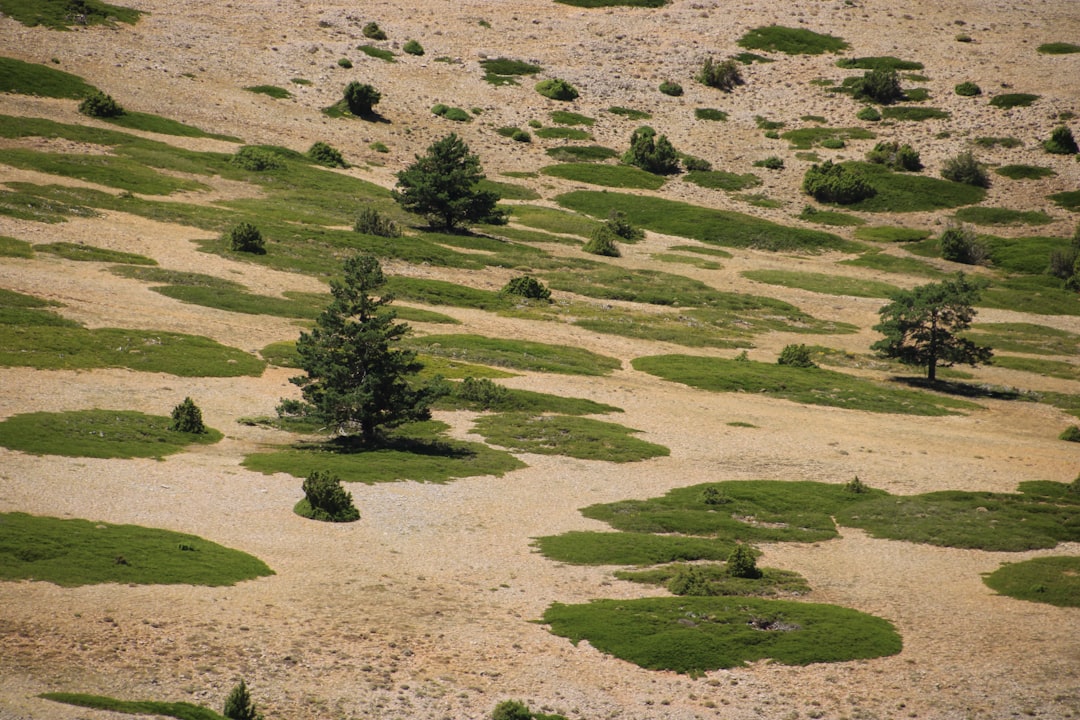 Transform Your Slope into a Drought - Resistant Oasis