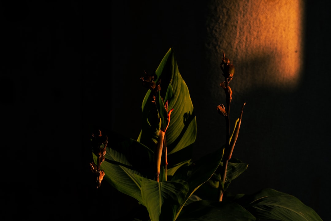 The Allure of Texas Sage in Southwestern Gardens