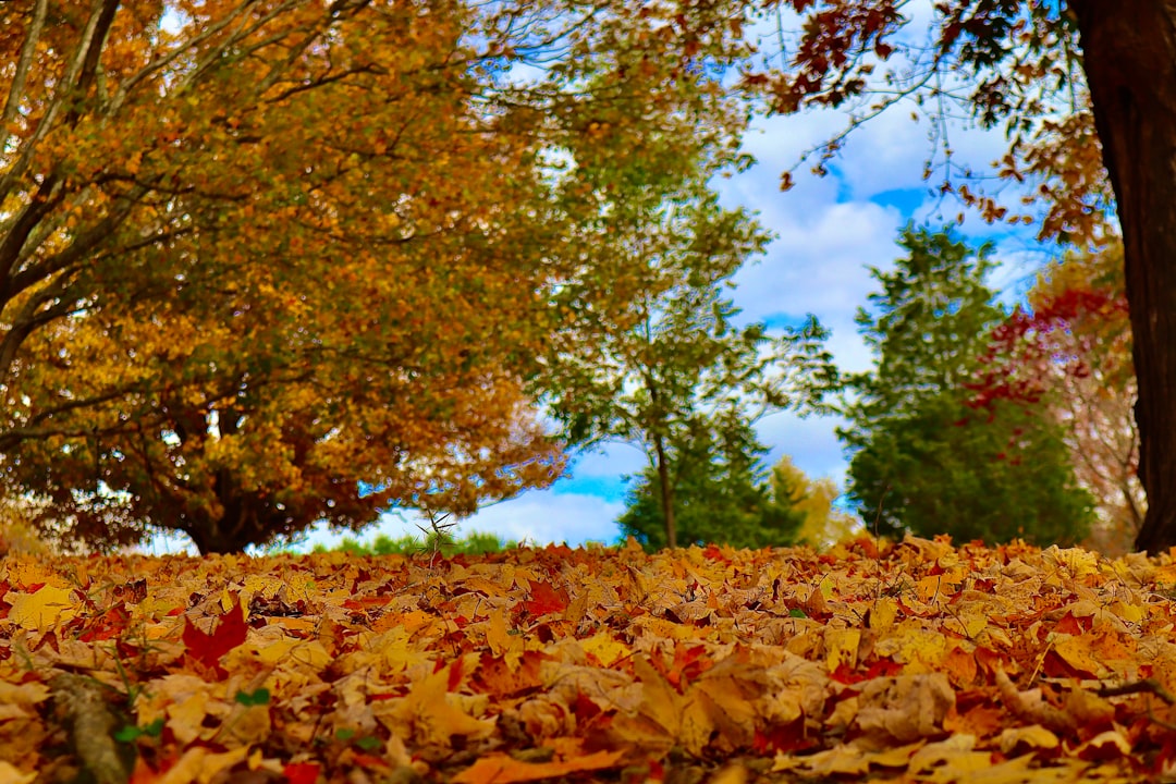 Secrets to a Thriving Yard Garden