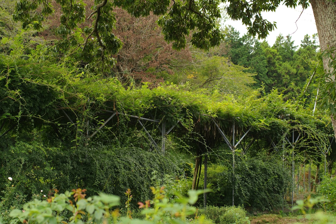 The Enchanting World of Flowering Shrubs in Your Garden
