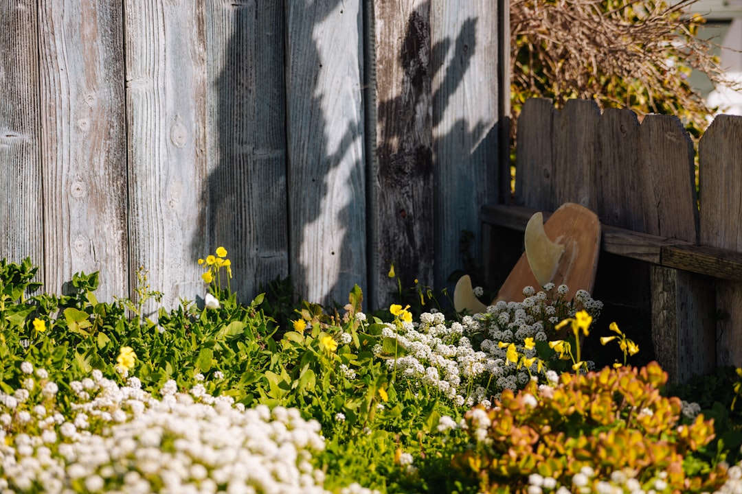 Transform Your Yard: A Beginner's Guide to a Stunning Outdoor Space