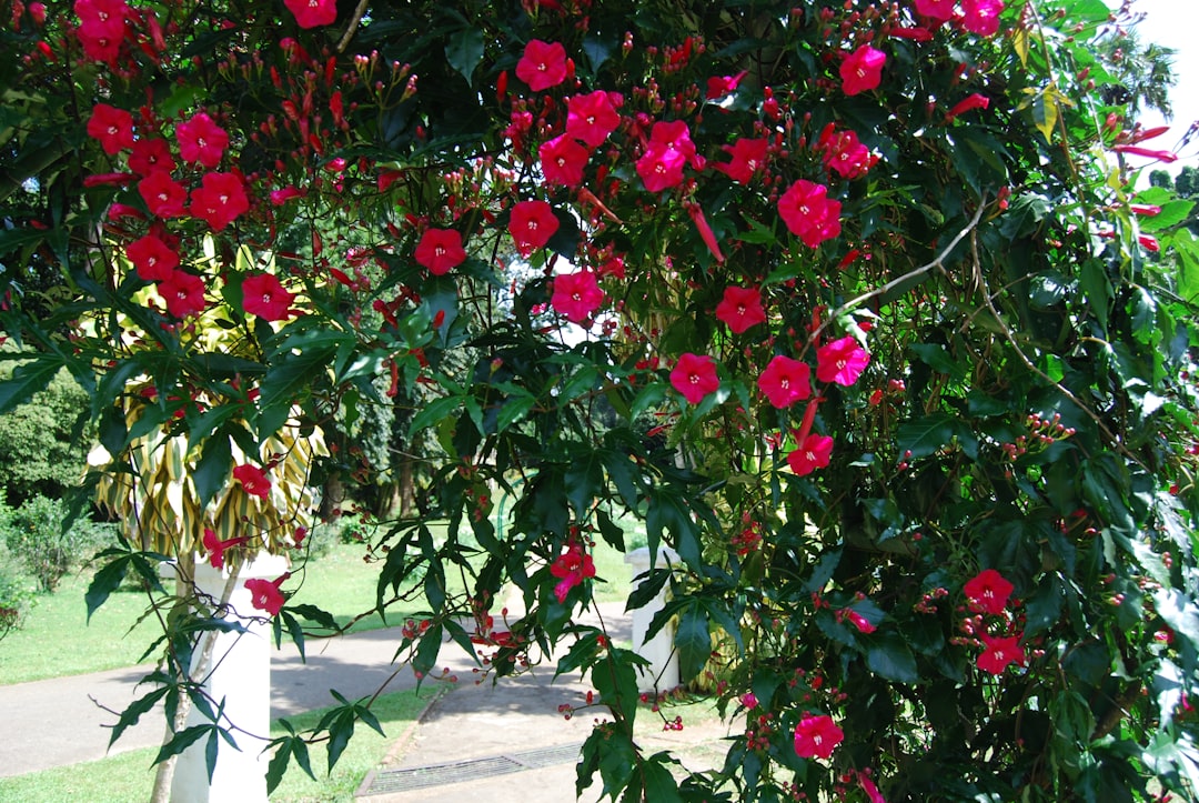 Unveiling the Secrets of Marigold Growth: Annuals, Perennials, and Planting Guide