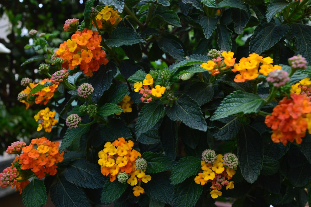 Crafting the Ideal Vining Plant Haven in Your Garden
