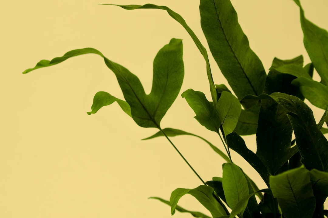 Unleashing the Potential of Indoor Seed Sowing for Spring Gardening