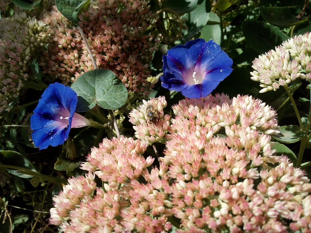 The Secret to Flourishing Blueberries in Containers