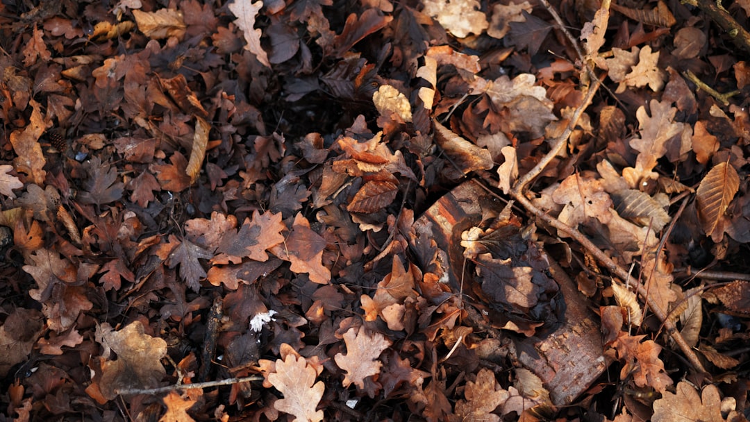 The Secret Weapon for a Thriving Yard: Fish Emulsion