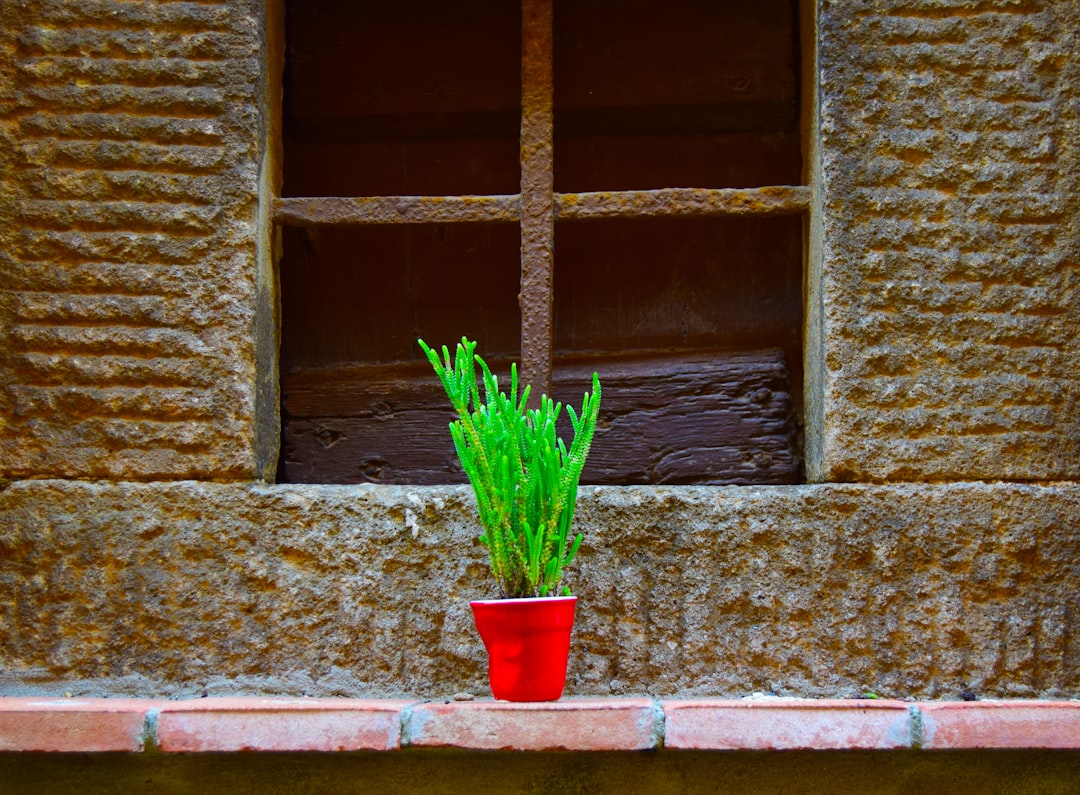 Unleash the Flavors: Indoor Cilantro Cultivation and Harvesting