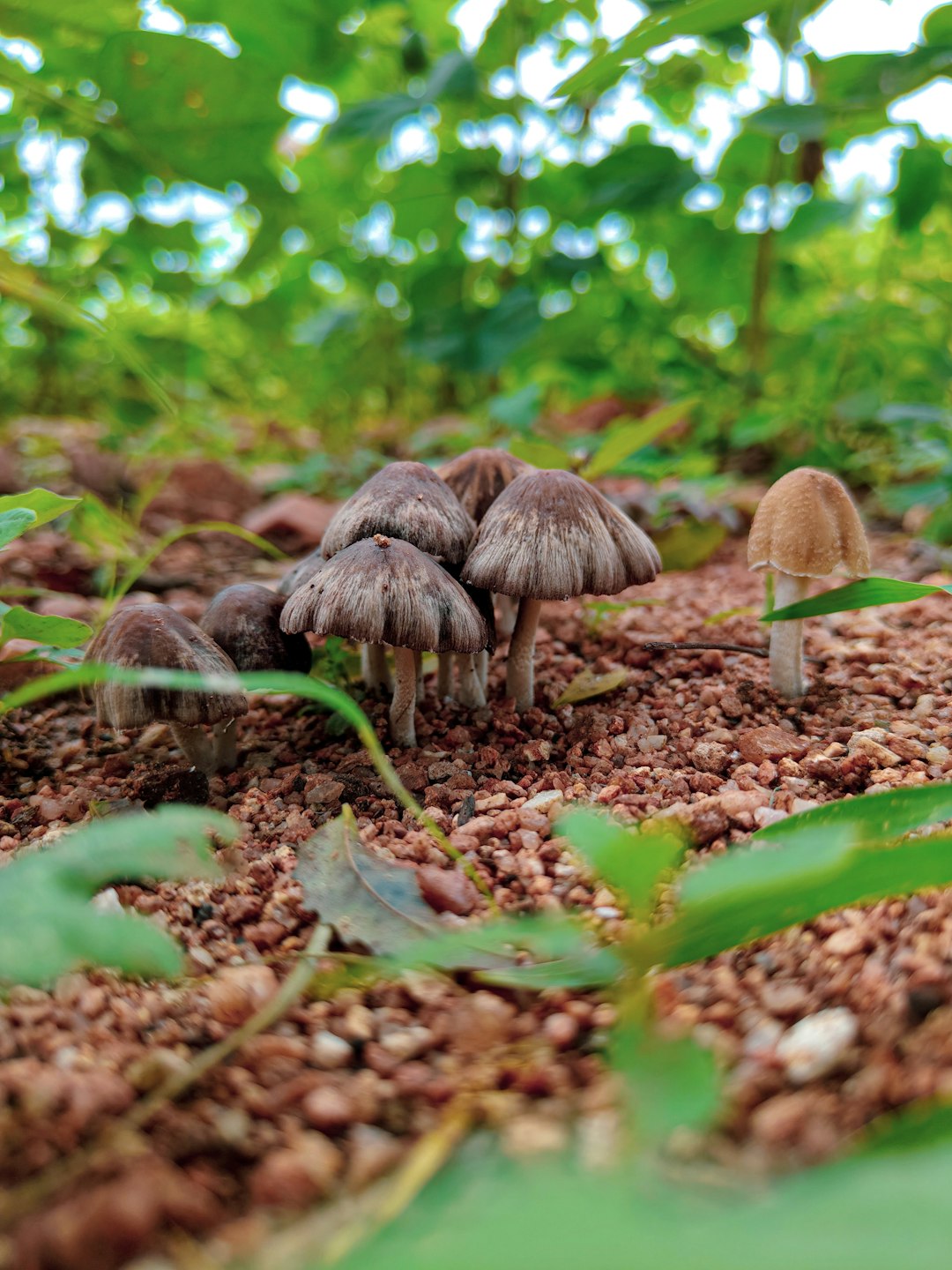 Unveiling the Secrets of Cultivating Banana Shrubs