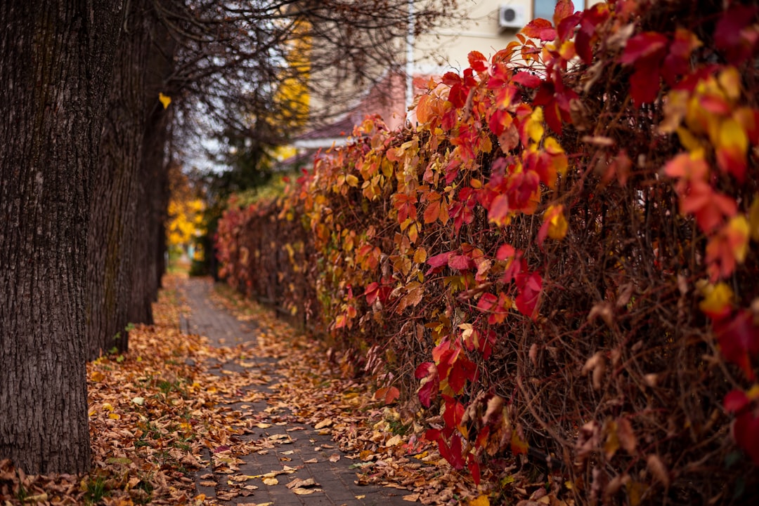 Budget - Friendly Fall Bulb Shopping Secrets