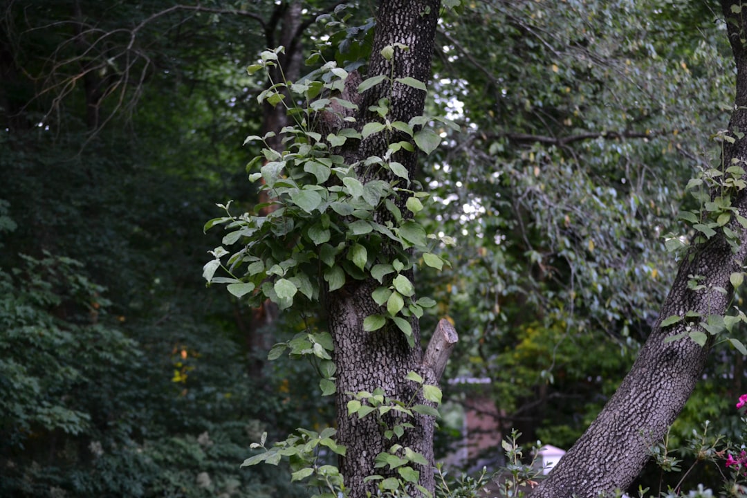 The Hidden Gem of Shady Gardens: Deadnettle