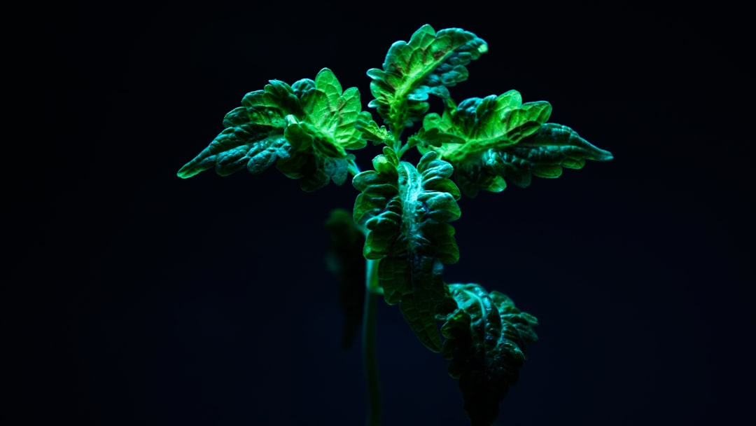 Unleashing the Potential of Small - Space Spring Vegetable Gardens