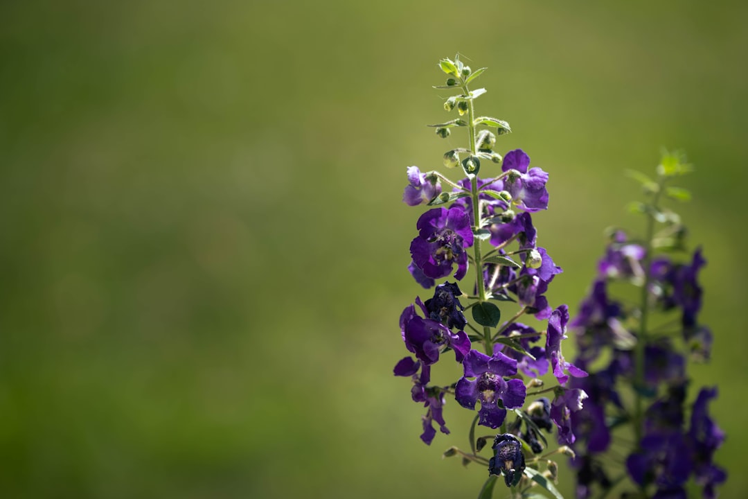 The Secret to Keeping Your Mandevilla Thriving Through Winter