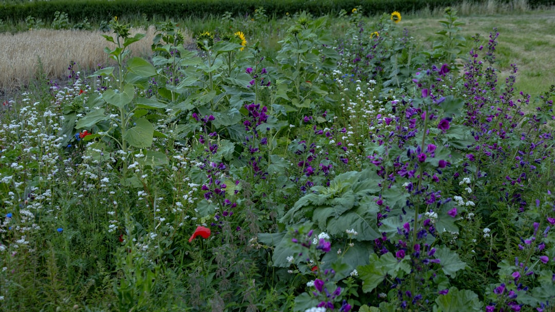 Unveiling the Secrets of a Stunning Front Yard Garden