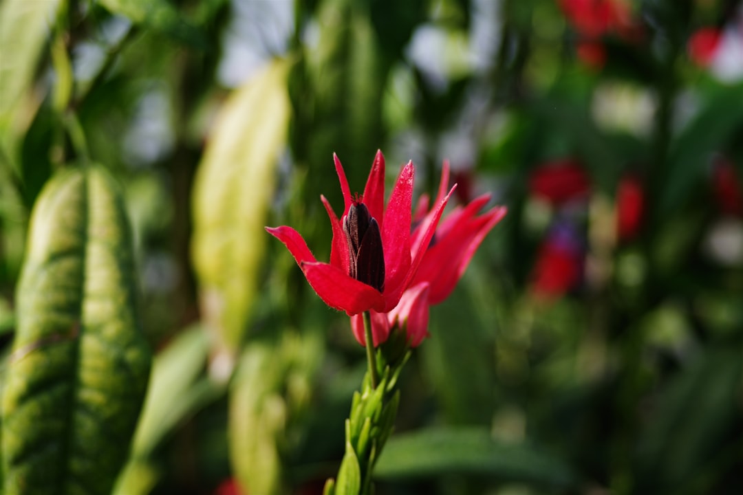 Unveiling the Secrets of Cultivating Carolina Allspice