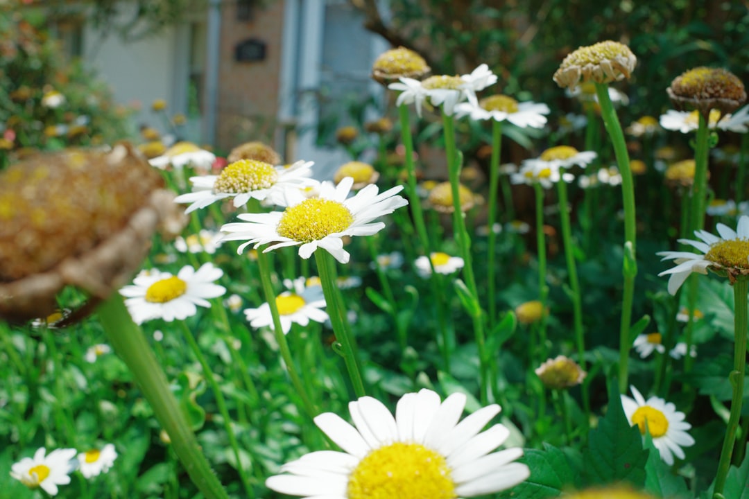 Transform Your Home's Look with Effortless Garden Designs
